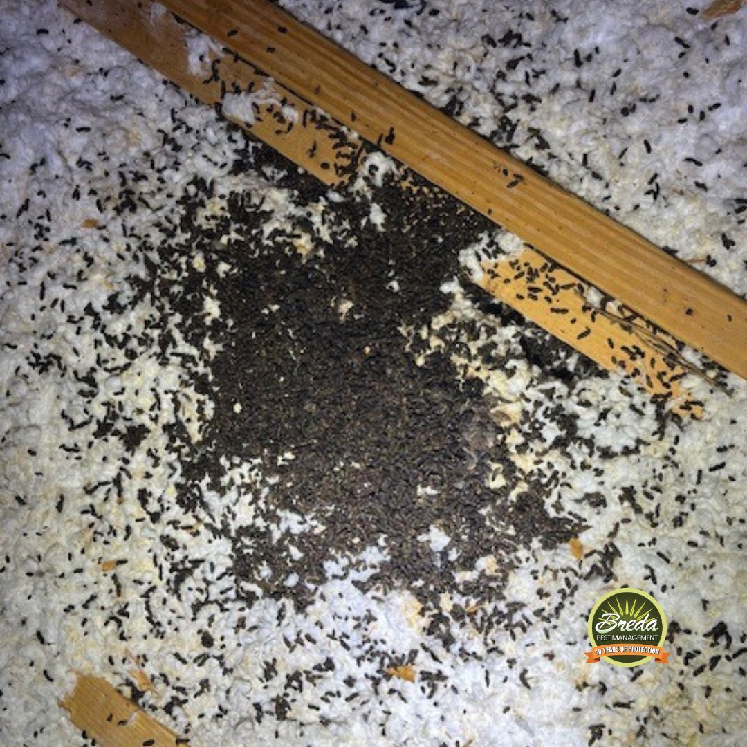 soiled attic insulation with rodent droppings in Georgia home attic