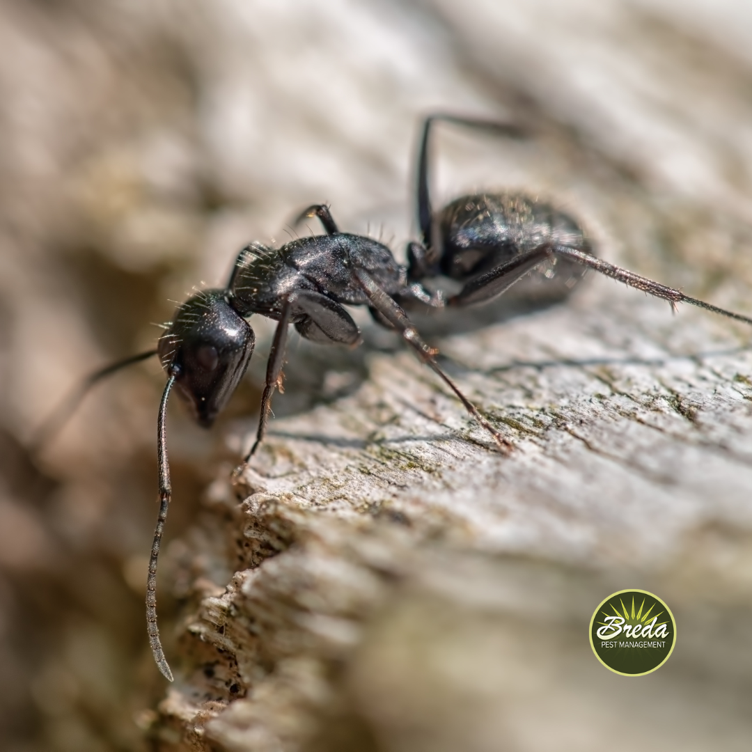 black carpenter ant eating a piece of wood