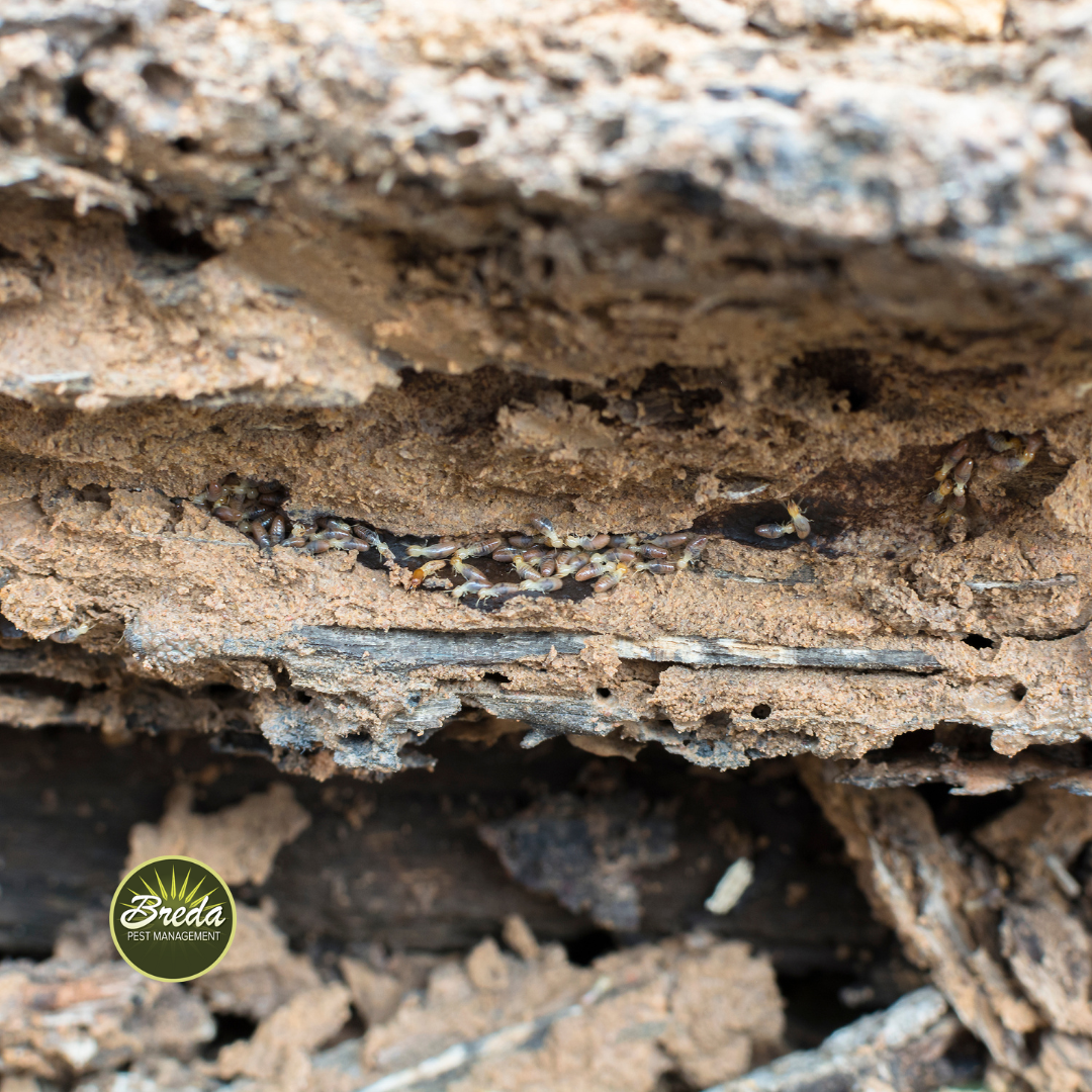 termite tunnels in piece of rotting wood