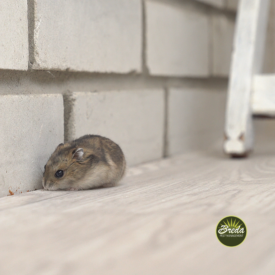 mouse crawling on bathroom floor rodent control in Duluth Georgia