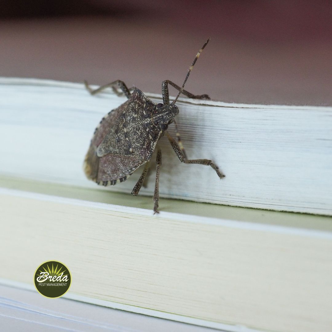 stink bug crawling on outside of a window stink bug control Loganville