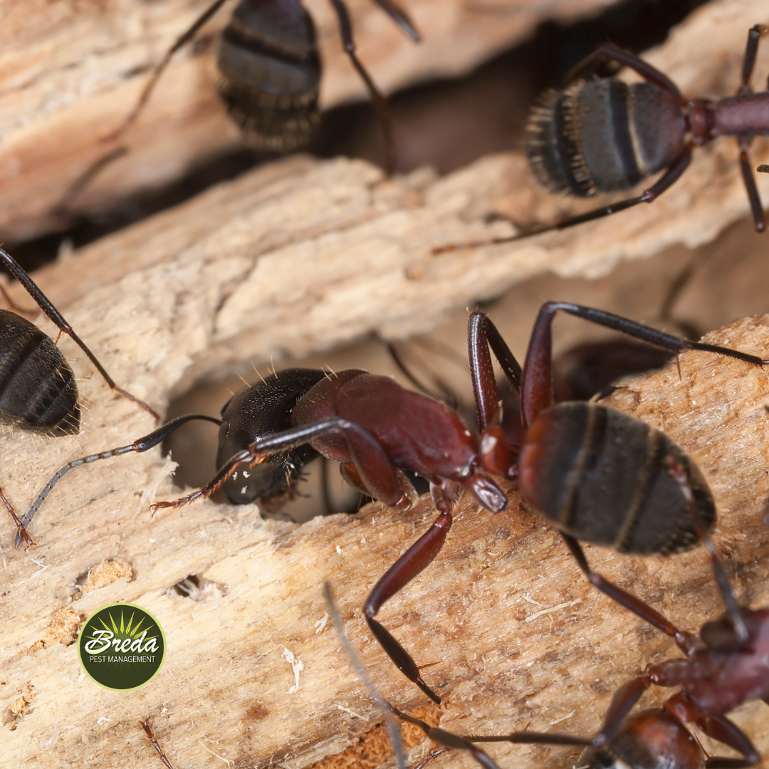 carpenter ant eating a piece of wood ant control Bogart GA