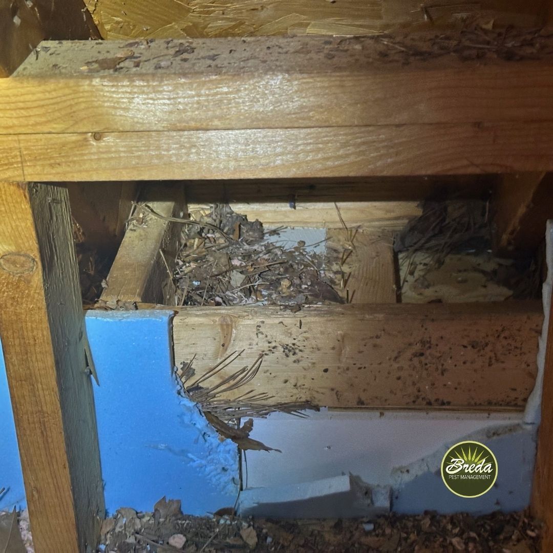 evidence of wildlife presence inside Georgia home attic wildlife extraction BREDA Pest Management