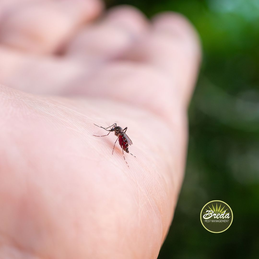 close up picture of a mosquito biting someone on the hand mosquito control in Metro Atlanta
