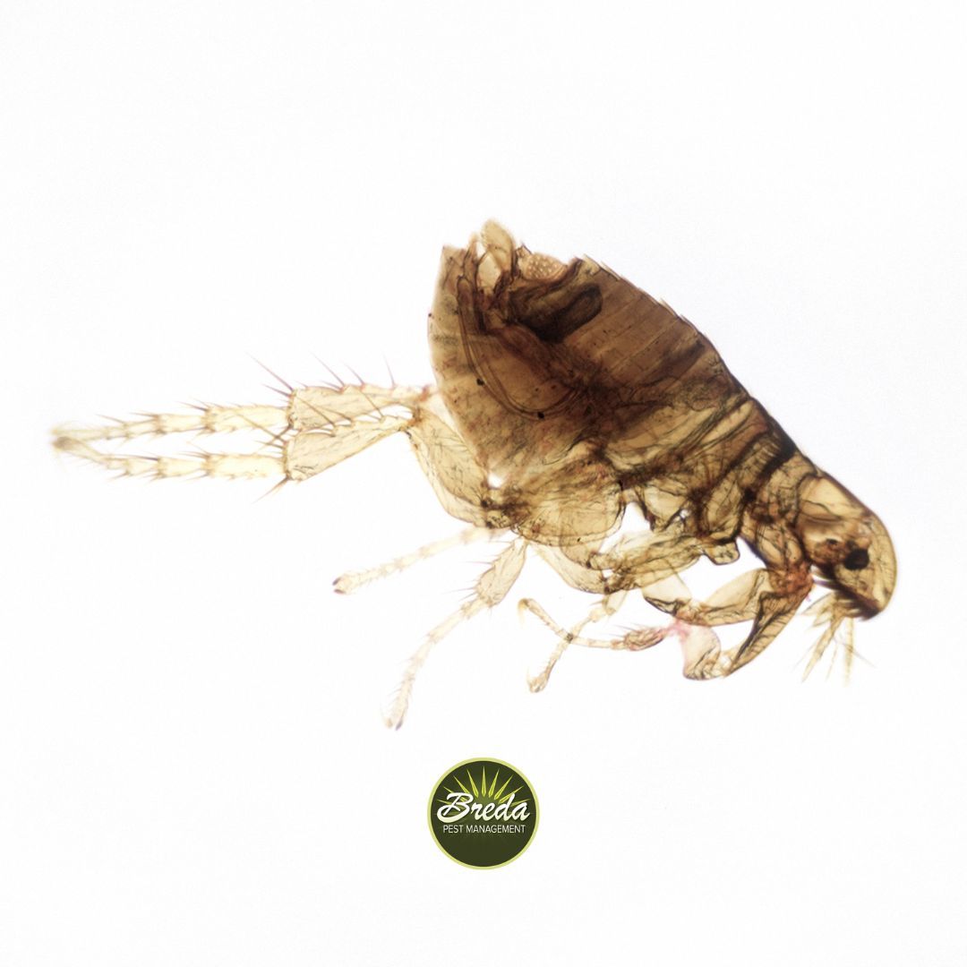 x-ray image of flea