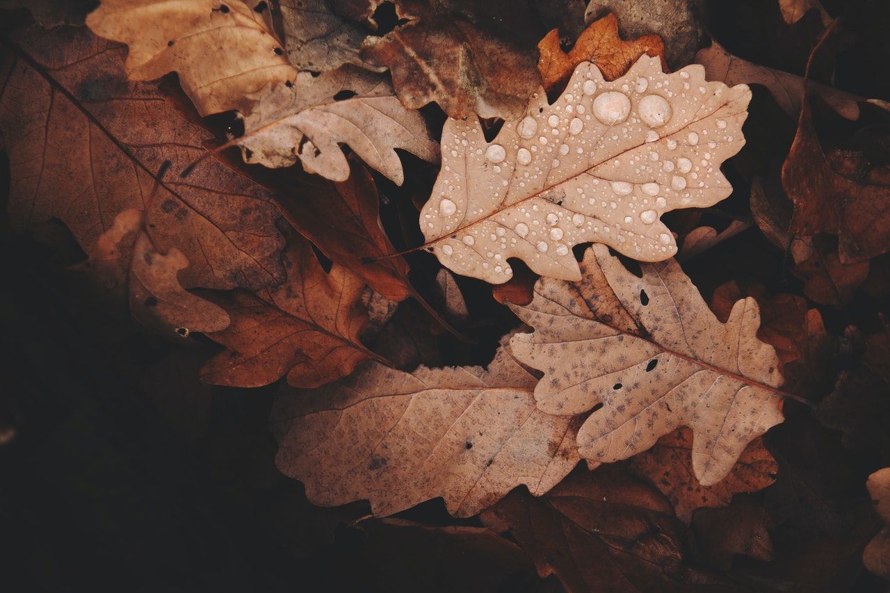 brown leaves with rain drops