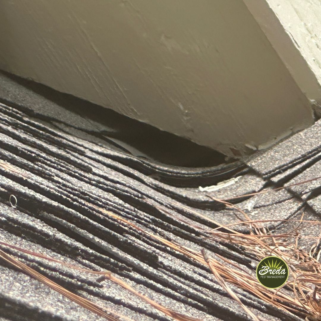 gap between house and roofing rodent entry point rodent control in Atlanta GA