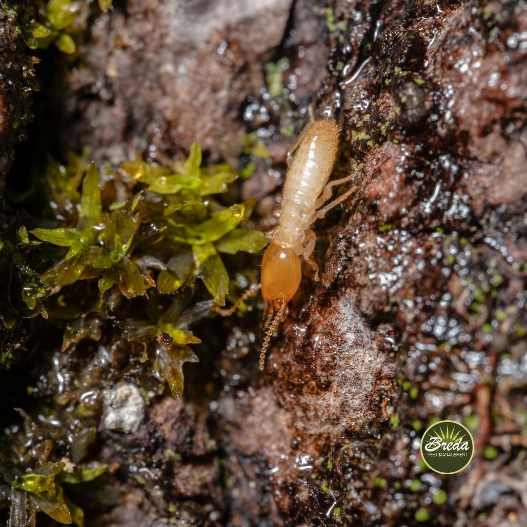 close up picture of a termite on a piece of wood termite control near Good Hope GA
