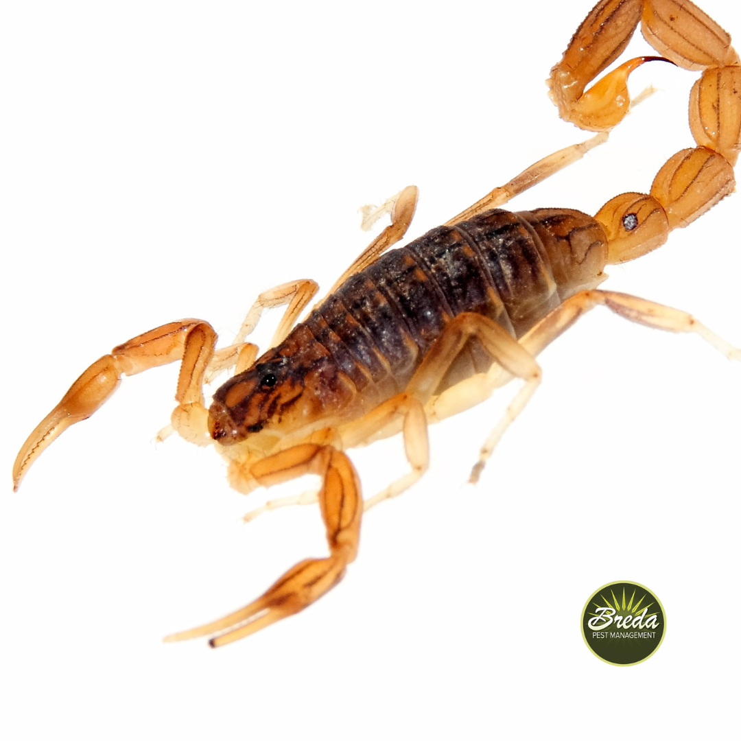 brown scorpion on white background