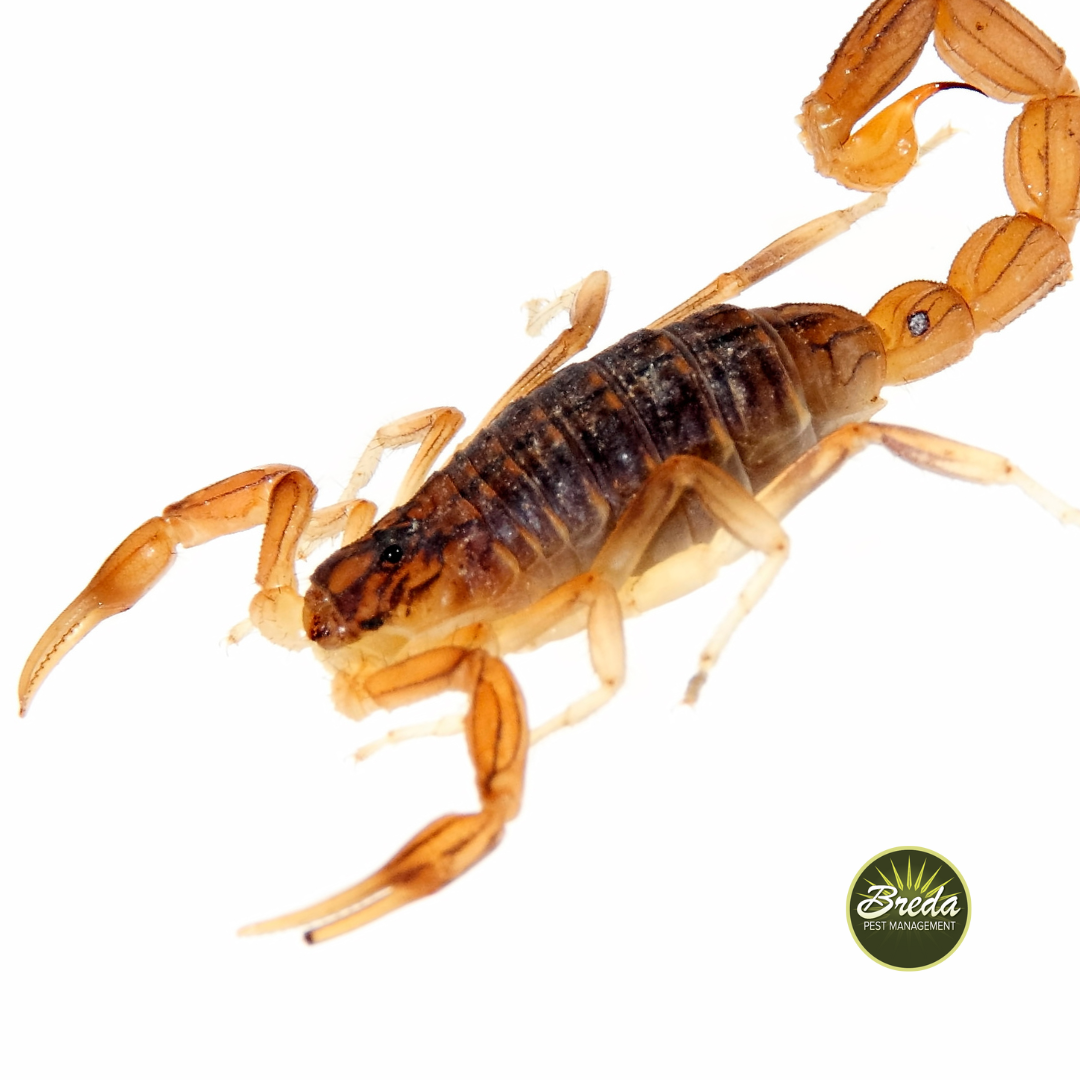 Types of Scorpions Found In Georgia | Breda Pest Management