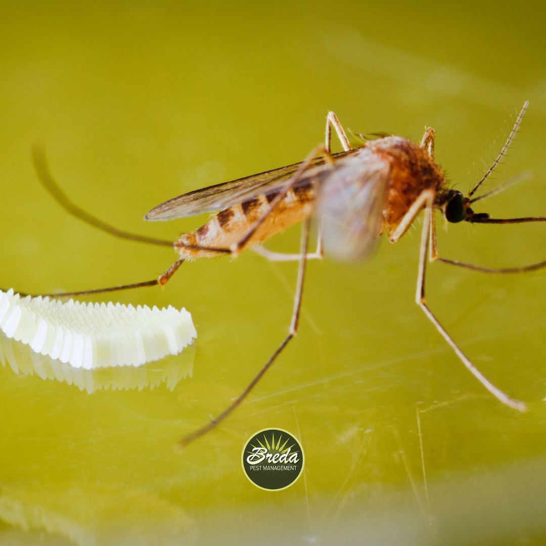 female mosquito laying eggs on water