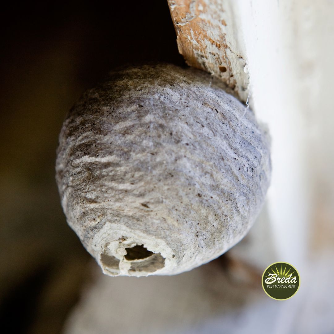 wasp nest attached to wood