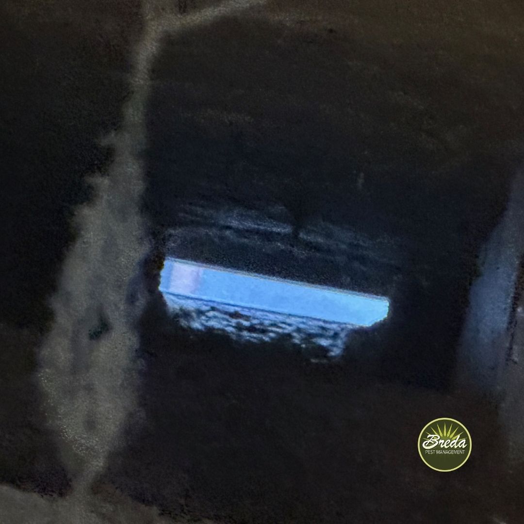 gap in roofline wildlife entrance point wildlife extraction BREDA Pest Management