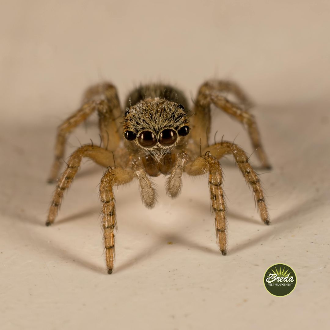 close up picture of a house spider spider pest control in Georgia