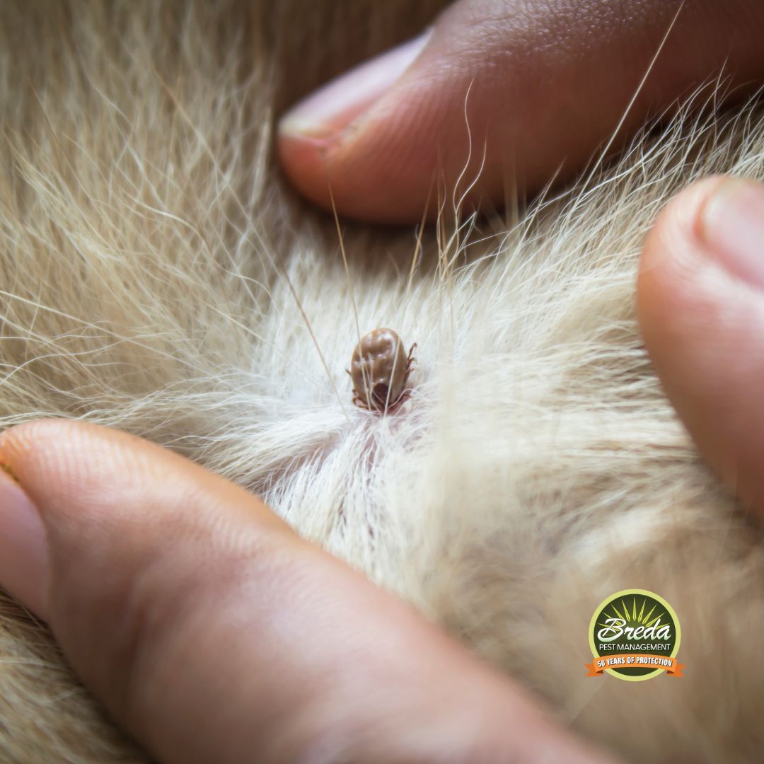 tick found in dog's fur tick removal on pets tick control in Georgia