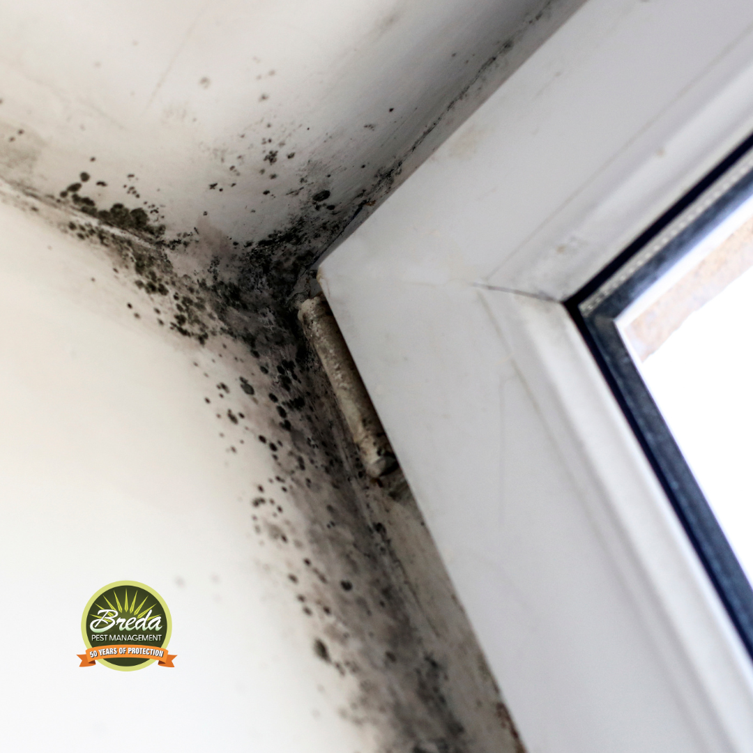 mold growing on a wall by a window crawl space encapsulation Roswell Georgia