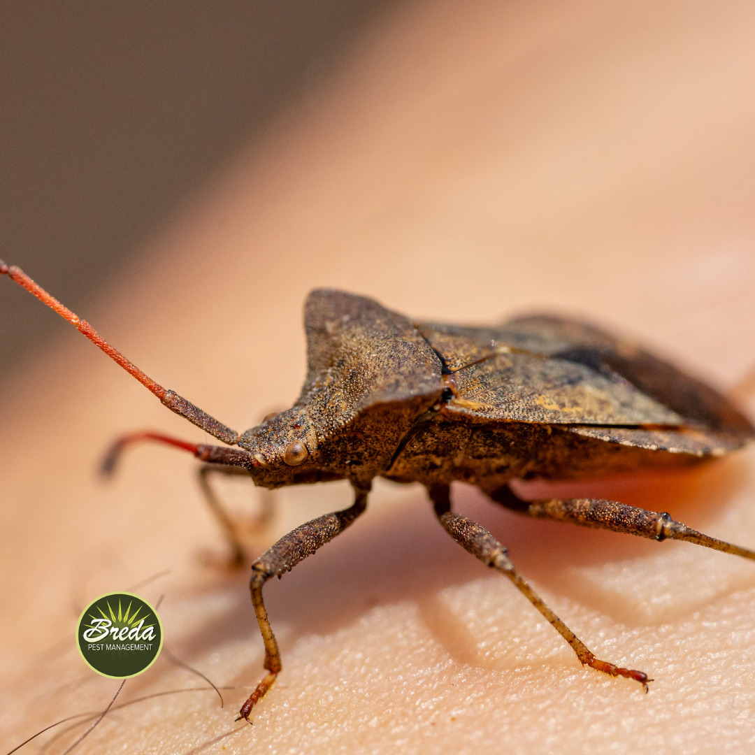 stink bug overwintering bugs in Cumming Georgia