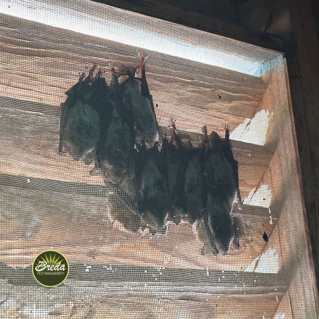 Georgia Bat Myths: Separating Fact from Fiction | Breda Pest Management