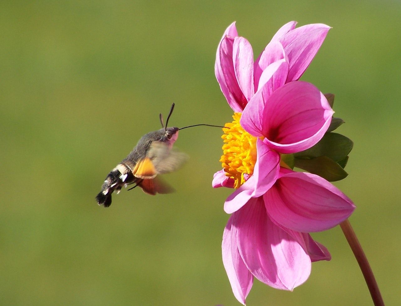 moth drinking nectar from a pink flower pollination natural pollinator