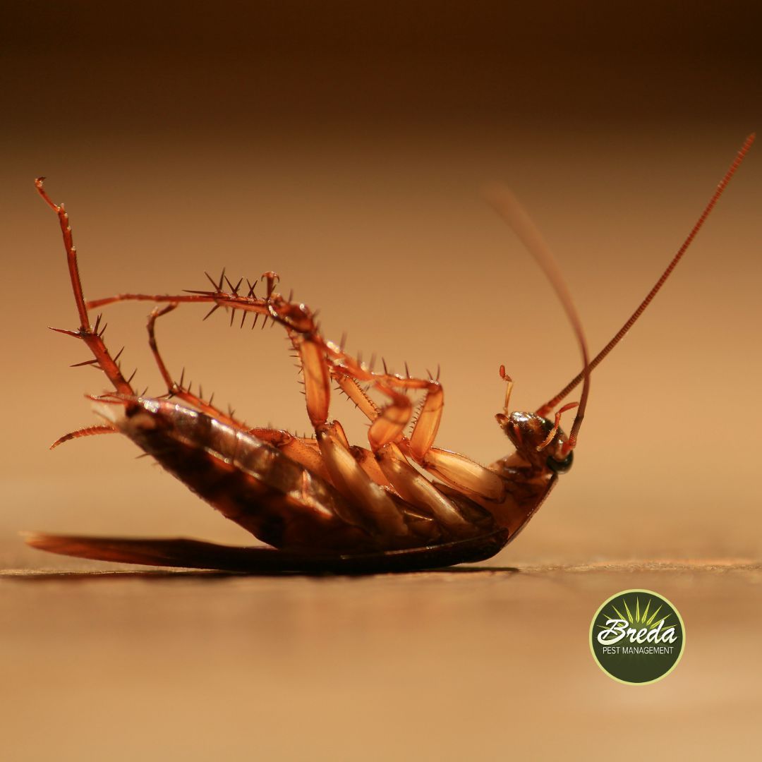 dying roach on the floor inside an Atlanta area home