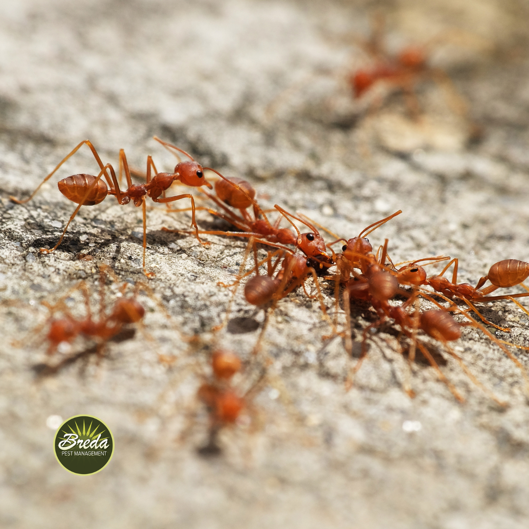 fire ants in a fire ant mound in backyard fire ant control in winter