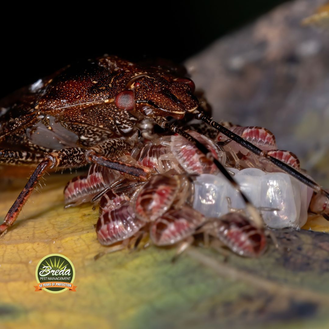 stink bug eggs and larvae stink bugs in Georgia