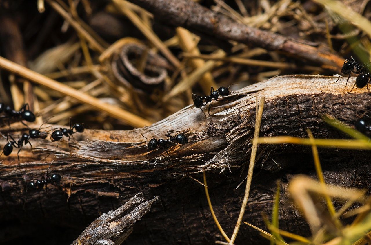 ant removal services in atlanta