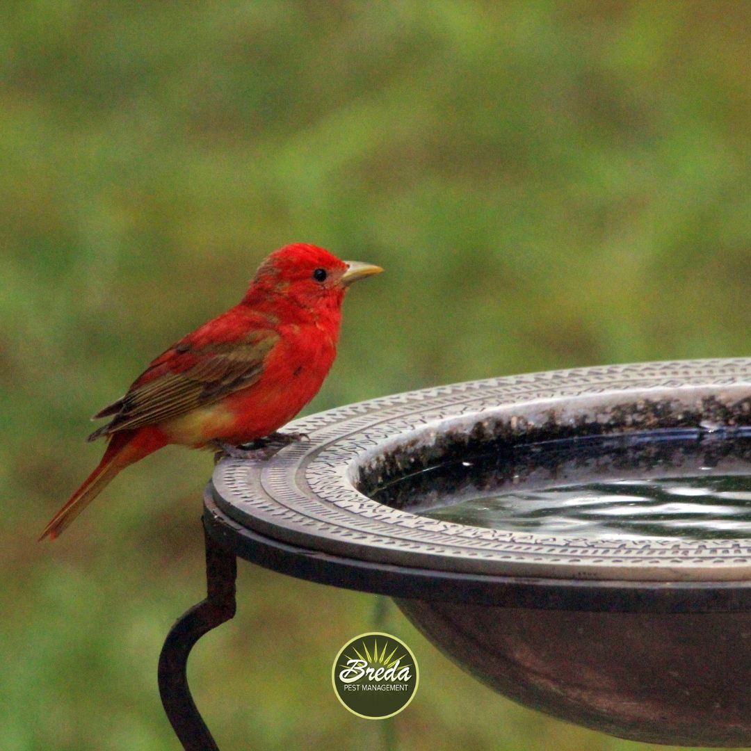 Red bird sitting on a bird bath mosquito control in Georgia