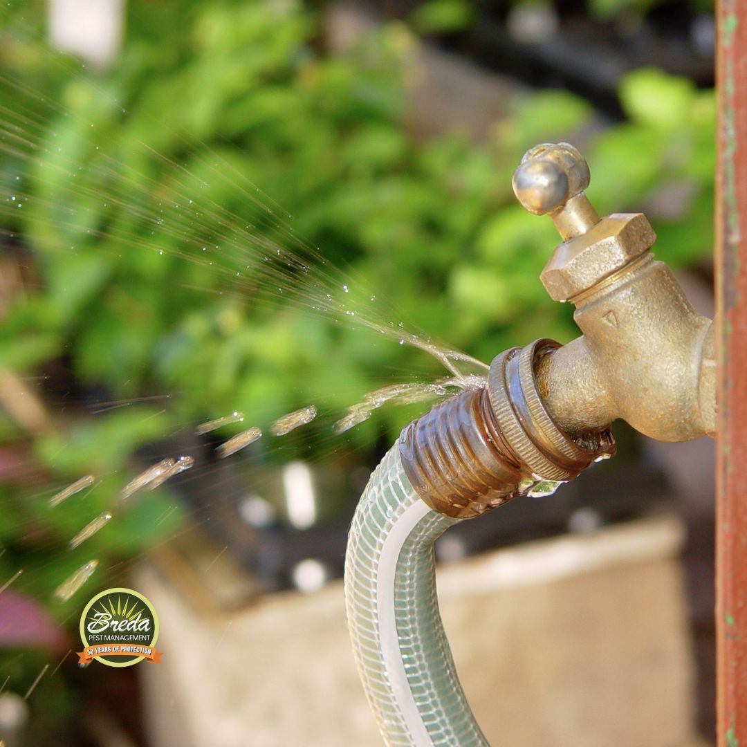 leaky faucet termite control in Atlanta