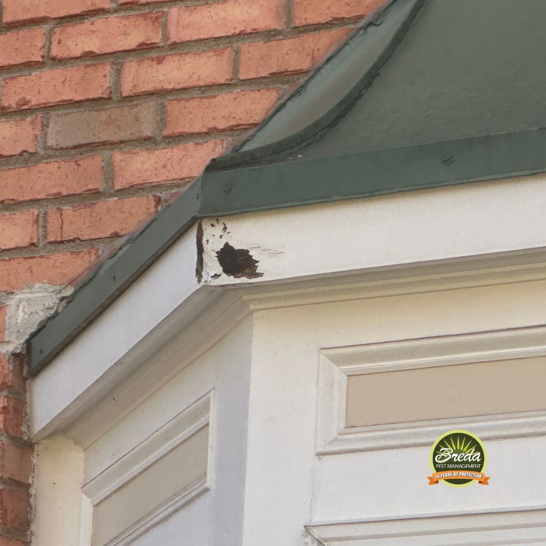 chewed hole in the exterior wood trim of a Georgia home winter-proofing pest control in Georgia