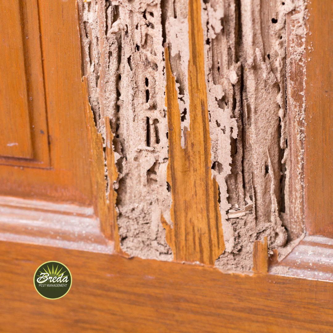 termite damage on wooden door in Georgia home termite control