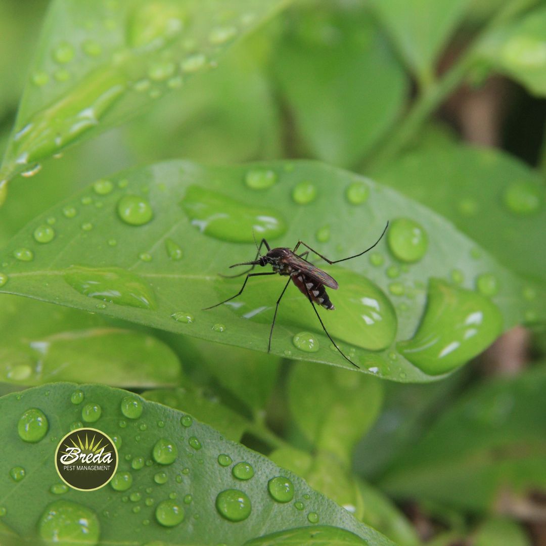 black mosquito sitting on leaf with water droplets