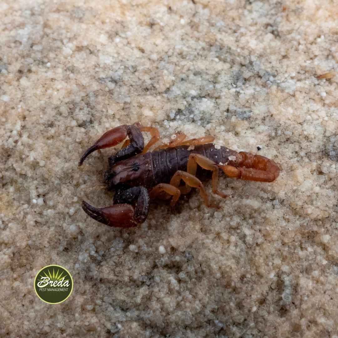 small brown scorpion on stone