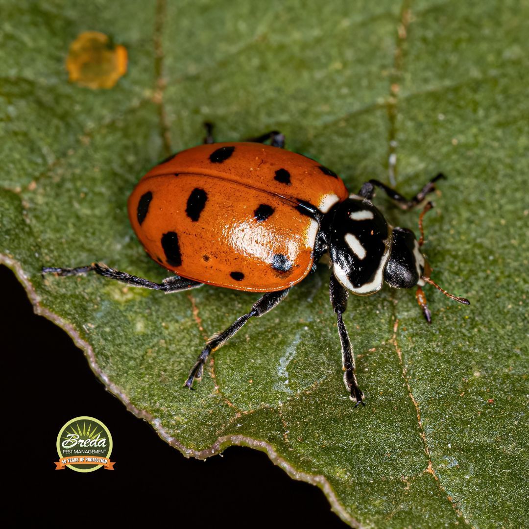 lady beetle crawling on a leaf fall pests in Georgia