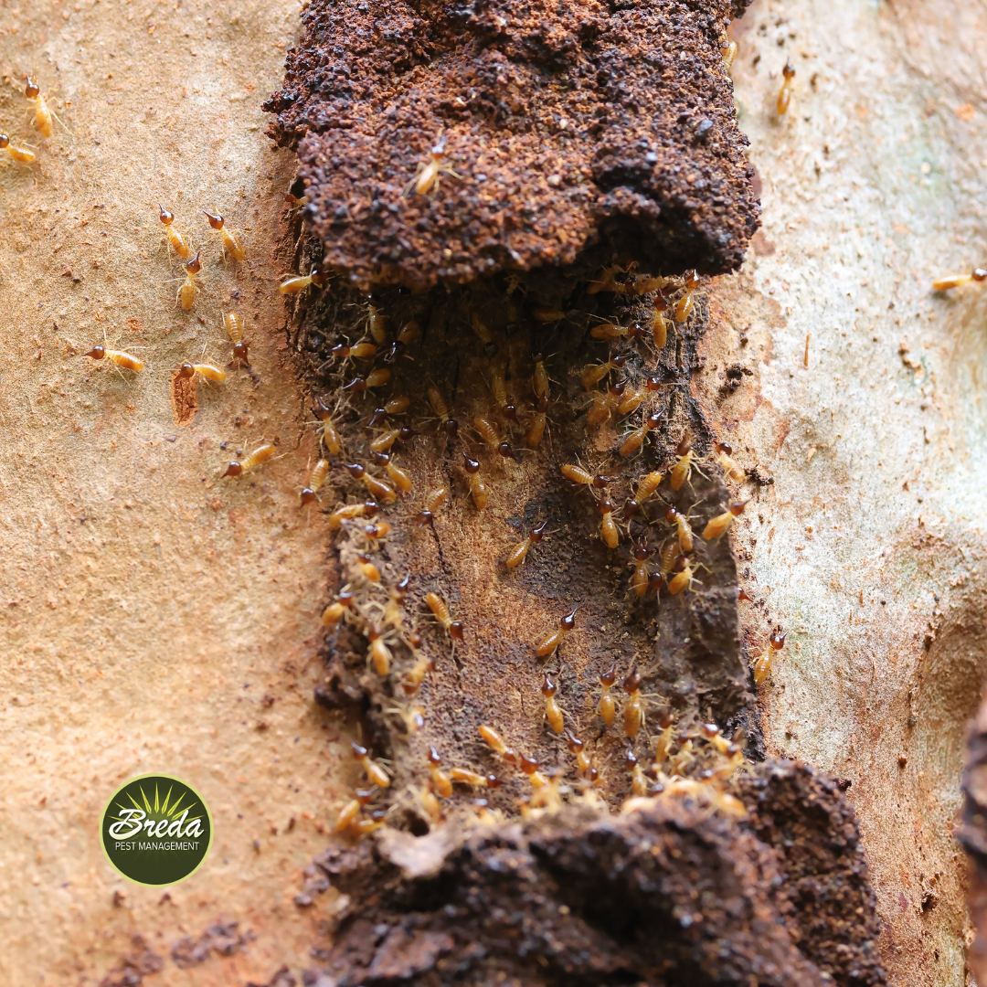 termites eating a piece of wood