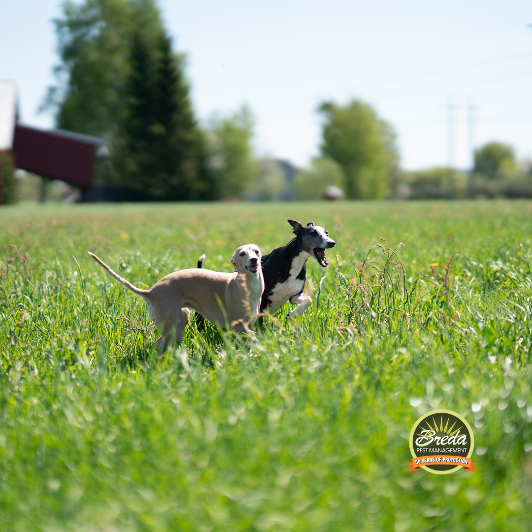 two dogs running through tall grass tick control in Georgia
