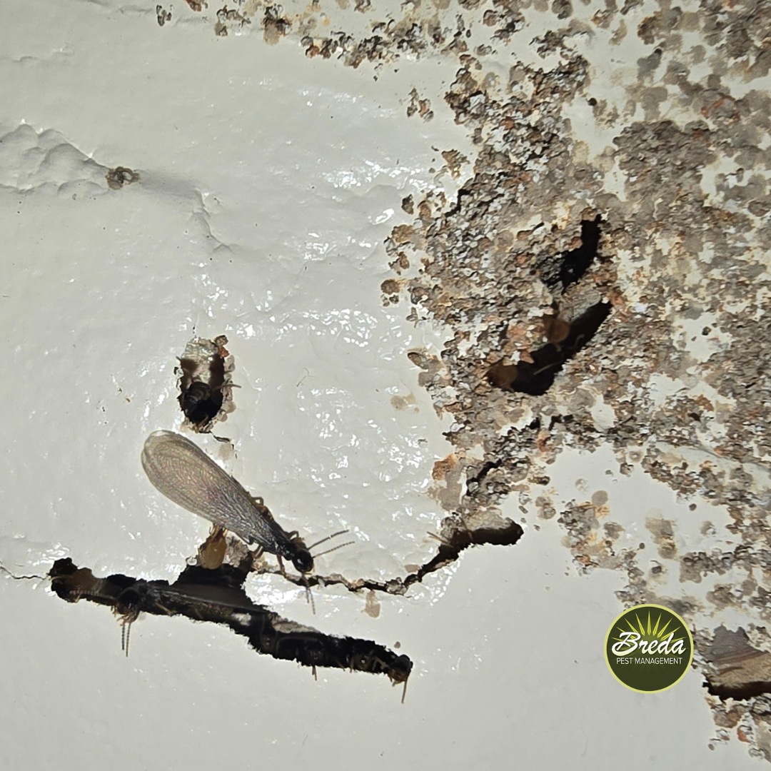 termite on interior wall of Georgia home