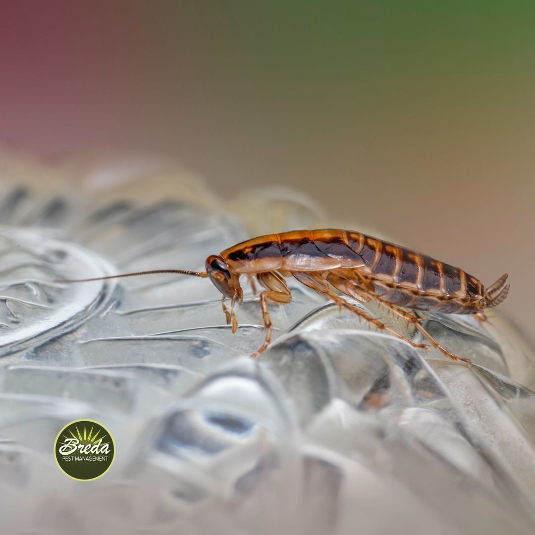 cockroach crawling on a glass cockroach control 