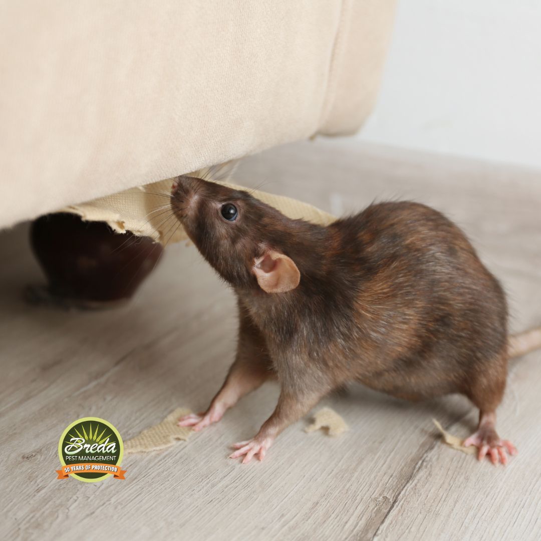 rodent chewing on a couch inside a house August pest control metro Atlanta