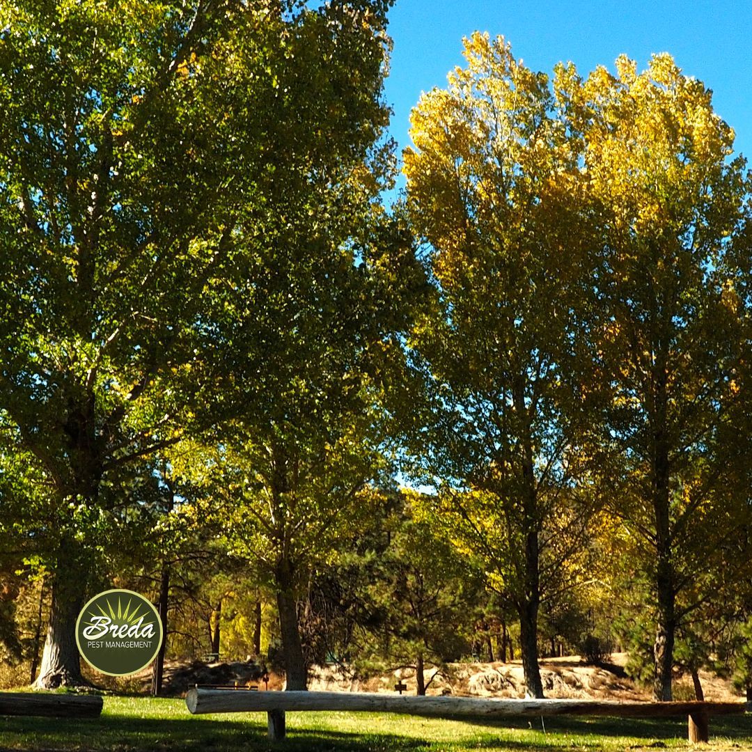 shady trees providing mosquito shelter and termite food source