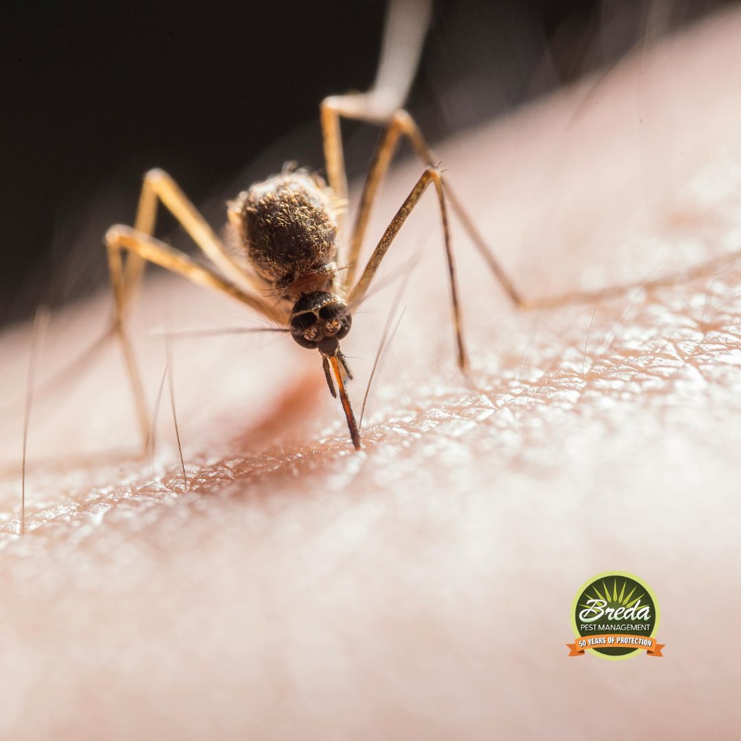 mosquito biting a person mosquito prevention in GA