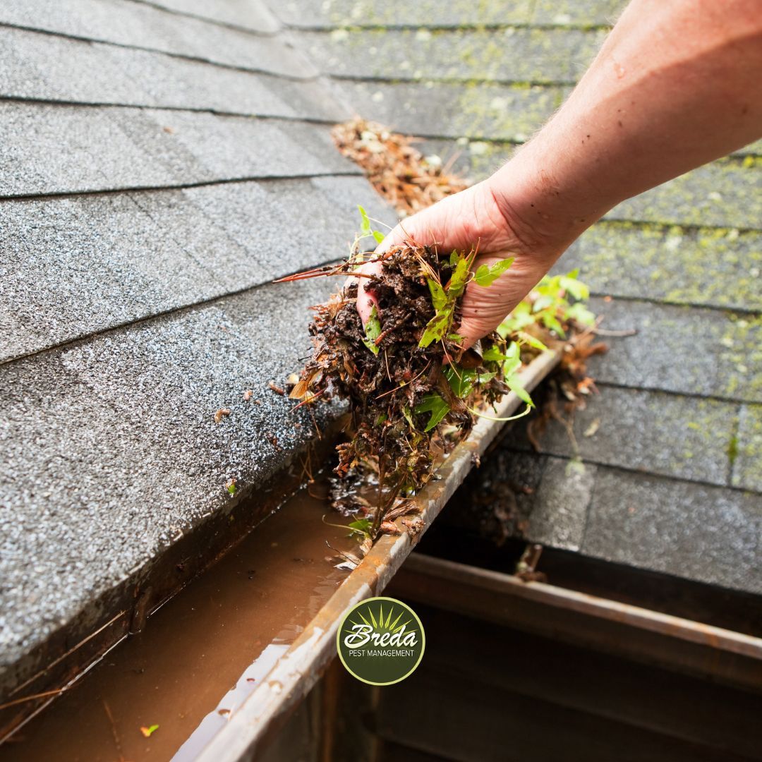 cleaning leaves out of clogged gutters on a house