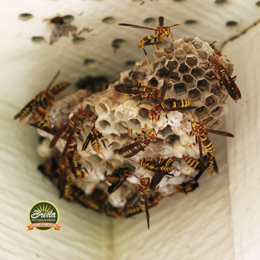 wasp nest in corner of porch professional wasp removal