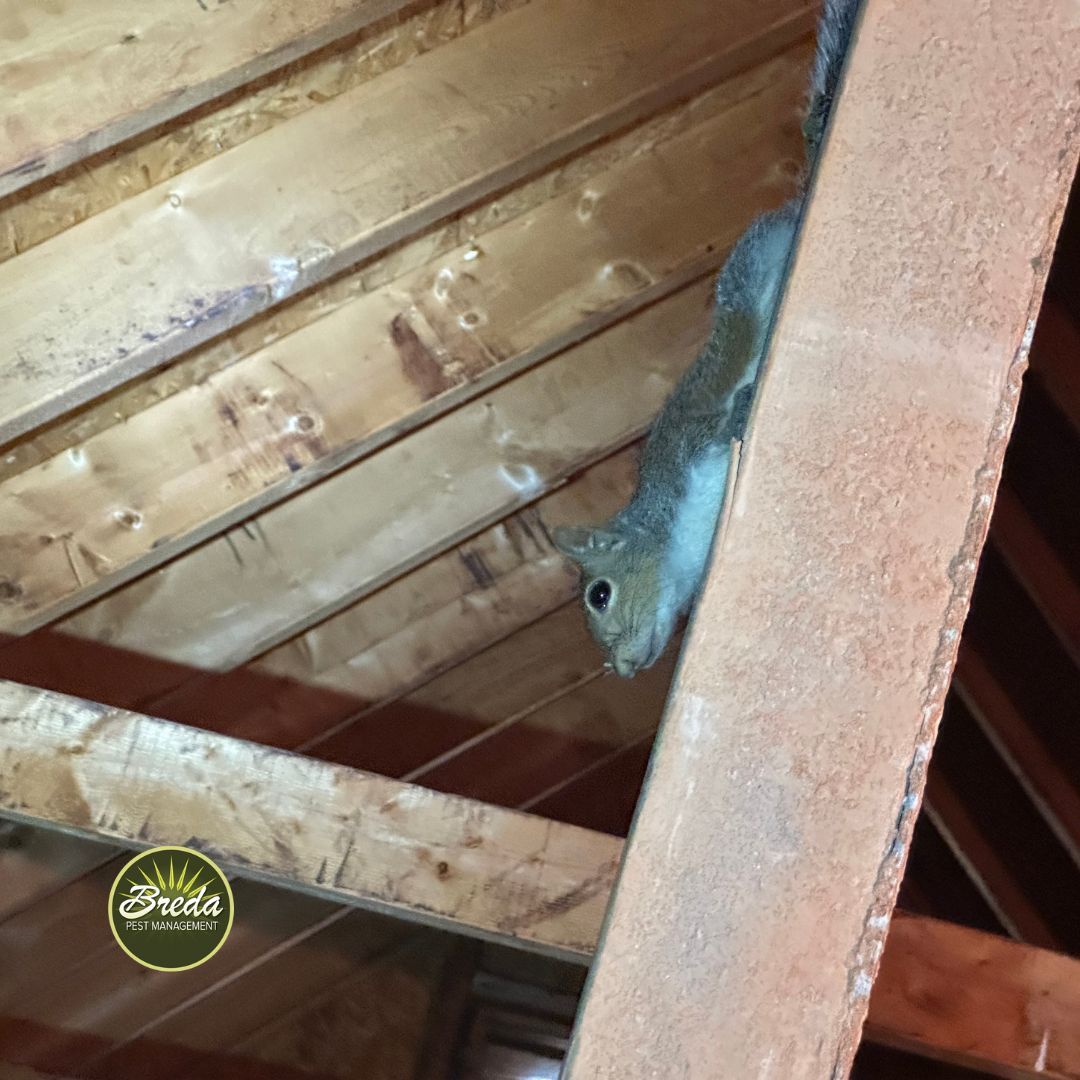 squirrel crawling in attic in Georgia home pest control