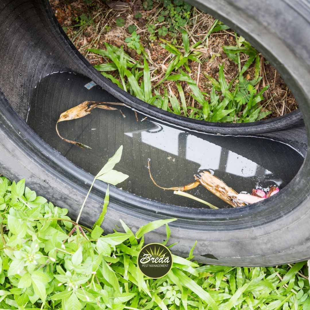 car tire full of water mosquito breeding environment