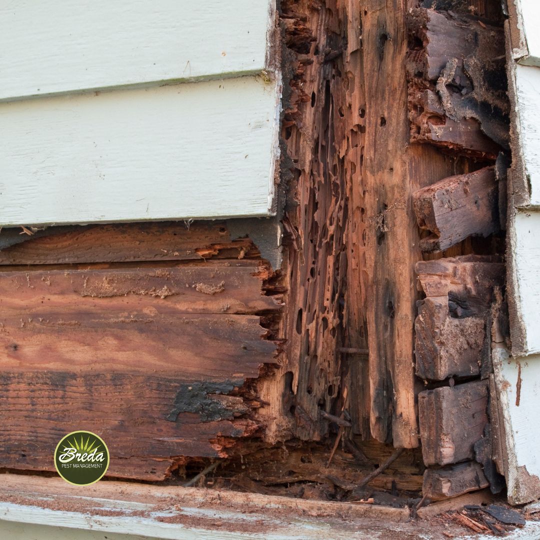 termite damage in wood on house exterior termite tunneling termite control Atlanta GA BREDA Pest Management