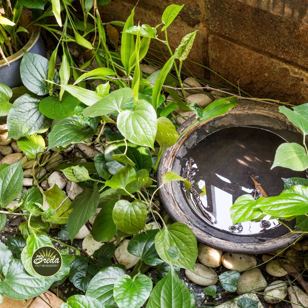 close up of plants in a backyard with a container holding standing water backyard mosquito control in Atlanta GA