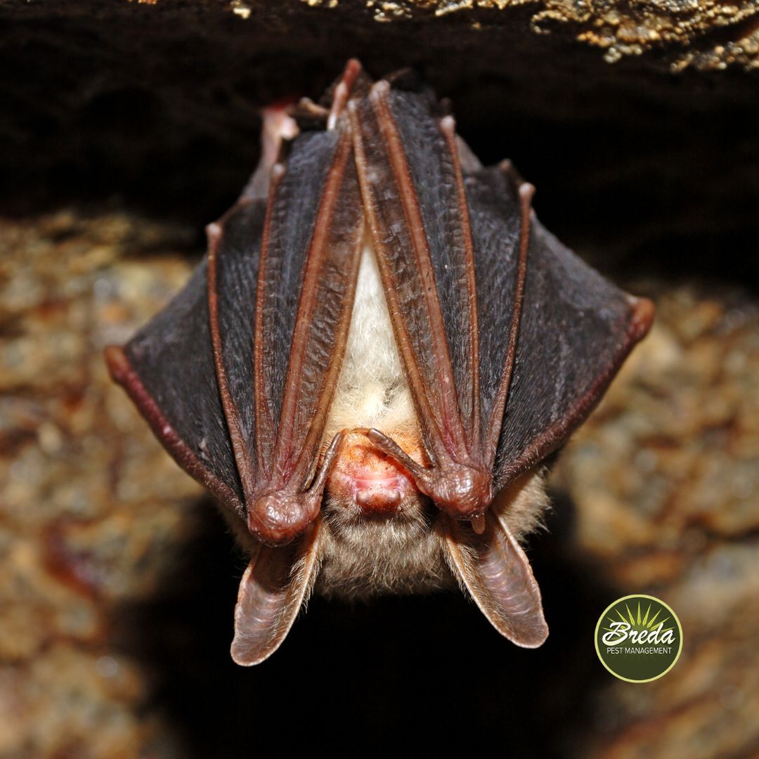 bat hanging upside down