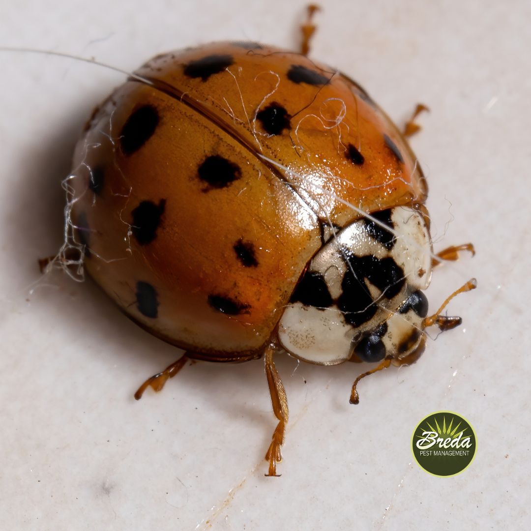 close up of an Asian lady beetle ladybugs inside my house in Georgia
