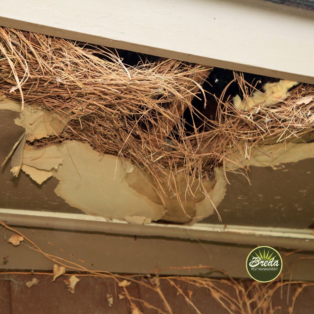 nesting material for gray squirrels in attic